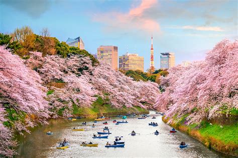 日本櫻花哪裏好？賞櫻秘籍與挑選指南